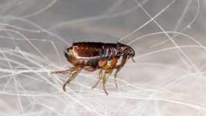 Отколкото да обработват апартамента от бълхите етапи на правилната обработка, избора на наркотици